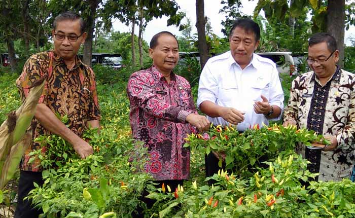 Produksi Cabai Surplus 6.993 Ton, Kementan Perkirakan Harga Berangsur Turun